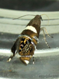 Glyphipterix circumscriptella #2337