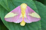 Rosy Maple Moth Dryocampa rubicunda #7715