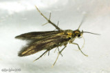 Schreckensteinia festaliella #2509