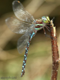Black-tipped Darner Aeshna tuberculifera