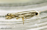 Polyhymno luteostrigella #2211