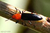 Clover Stem Borer Languria mozardi