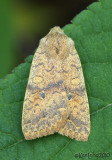 Bicolored Sallow Sunira bicolorago #9957