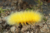 Yellow Bear Spilosoma virginica