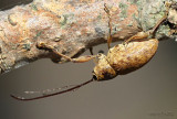 weevil - Curculio