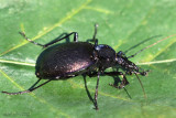 Ground Beetle Carabus vinctus