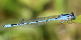 Familiar Bluet Enallagma civile
