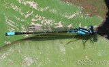 Skimming Bluet Enallagma geminatum