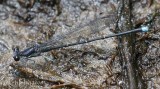Blue-tipped Dancer - Argia tibialis