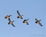 ducks 231
