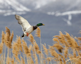 Mallard drake