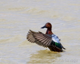 Cinamon Teal drake showing off for a hen