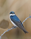 Tree Swallow