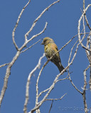 Red Crossbill