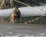 Mallard farmington 1-22-07 038