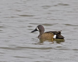 blue wing teal drake