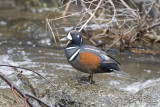 Harlequin Drake Yellowstone 5-23 to 5-30 2008 500mm 1 467