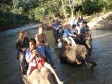 elephant ride