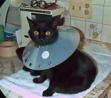 Cleo As A Kitten