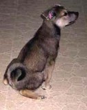 My Bud Ash As A Pup