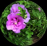 Another Spherized Rose Of Sharon