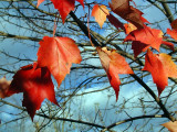The Last Of The Leaves