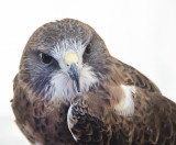 Red Tail Hawk