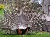 Peacock backside.jpg