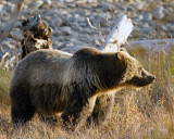 Grizzly in the Sun.jpg