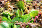 Venus Flytrap ready for its prey, Chicago Botanical Garden