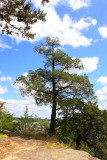 Tree on top of the canyon, Starved Rock State Park, IL