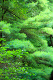 The fluff tree, Starved Rock State Park, IL