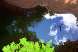 4 layers - Tree, land, water, sky, Starved Rock State Park, IL