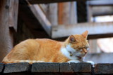 Dubrovnik cats
