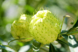 Puff flower, Chicago Botanic Garden