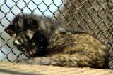 The Common Palm Civet, National Zoological Park, Delhi