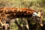 The Giraffe is just too tall, National Zoological Park, Delhi