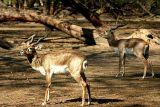 Black Buck Antelope, National Zoological Park, Delhi