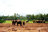Elephant orphange in Pinnewela, Sri Lanka