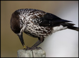 Nutcracker (Waspcracker!!) - Falsterbo / Sweden
