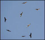 800 Red Kites migrating over Falsterbo 6-7/10 2008 !!!