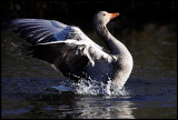 Greylag Goose - Trönninge Halmstad