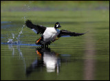 Male Golden Eye - Hole number 3 at Växjö Golf Course