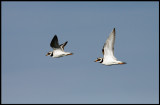 Ringed Plovers - Öland