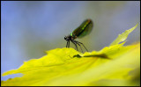 Jungfruslända hona (Calopteryx virgo female)