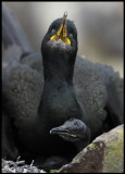 Nesting Shag at Inner Farne - England