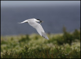 Sandwich Tern (Sterna sandvicensis) at Inner Farne - England