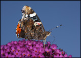 Amiral (Vanessa atalanta) at Buddleja - Öland