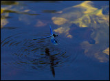 Blåbandad jungfruslända (Calopteryx splendens) - Bräkneån