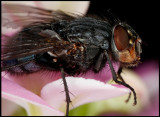 A fly resting on flowers in our kitchen (2,5:1)